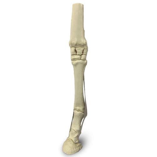 Lower limb model - 15754 - Nacional Ossos - veterinary / training / for equines