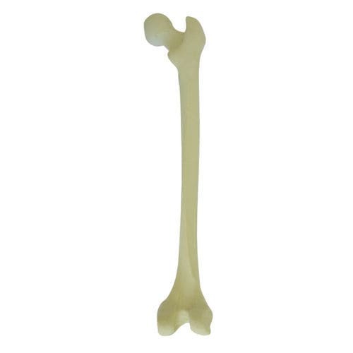 Bone model - 2030 - Nacional Ossos - femur / orthopedic surgery / training