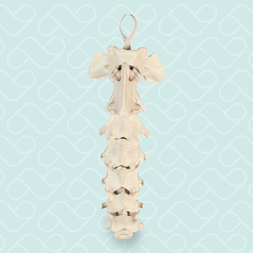Cervical spine model - AV410 - Nacional Ossos - orthopedic surgery / for veterinary care / for teaching