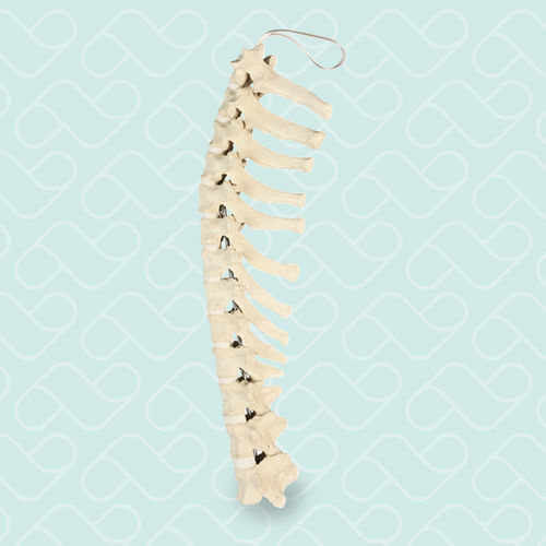 Thoracic vertebra anatomical model - AV414 - Nacional Ossos - orthopedic surgery / training / canine