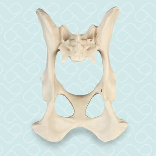 Pelvis model - AV400 - Nacional Ossos - training / canine