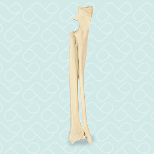 Radius anatomical model - AV730 D - Nacional Ossos - cubitus / for teaching / canine