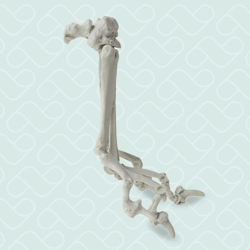 Metacarpal anatomical model - AV330 - Nacional Ossos - surgical / training / canine