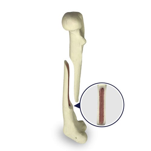 Femur anatomical model - AV250ESPF1 - Nacional Ossos - surgical / training / canine