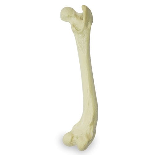 Femur anatomical model - AV204 D - Nacional Ossos - surgery / training / canine