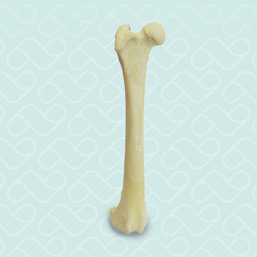 Femur anatomical model - AV202 D - Nacional Ossos - training / canine