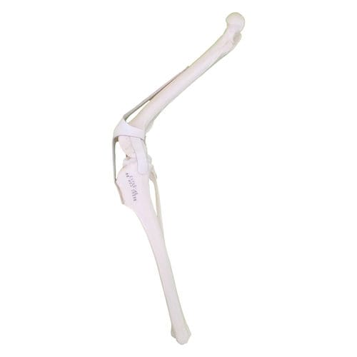 Knee model - AV252 D - Nacional Ossos - surgical / for teaching / canine