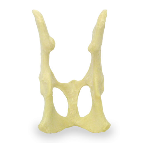 Pelvis model - AV160 - Nacional Ossos - surgery / training / feline