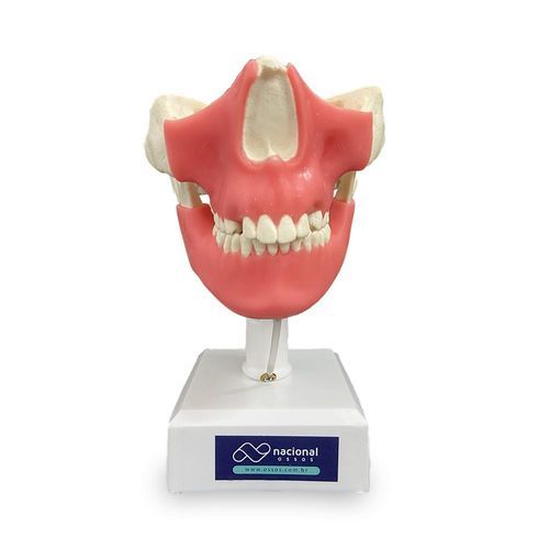 Mouth typodont - 11491GT - Nacional Ossos - teeth / gingival / dental