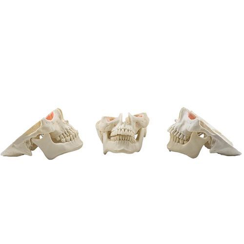 Surgery training manikin - 12809 - Nacional Ossos - oral surgery / for dental surgery / dental