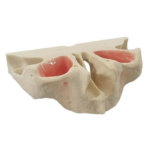 Maxilla typodont - 13464 - Nacional Ossos - for implantology / dental / adult