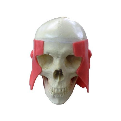 Mandible model - 10758 - Nacional Ossos - maxilla / skull / temporo-mandibular