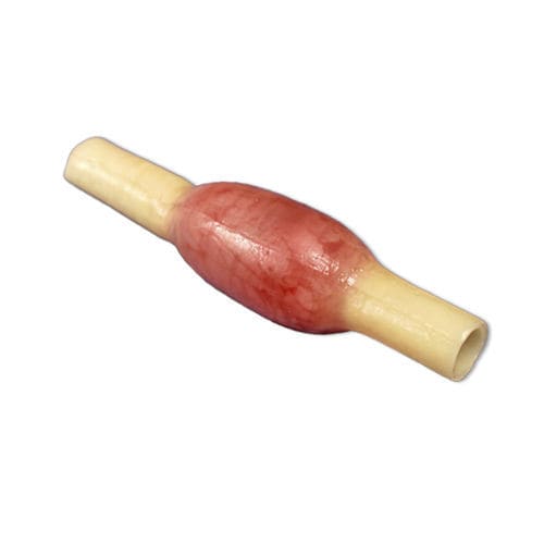 Fallopian tube model - 050 series - LifeLike BioTissue Inc. - surgical / training / for salpingectomy