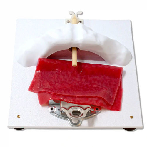 Model holder - 1211 - LifeLike BioTissue Inc.