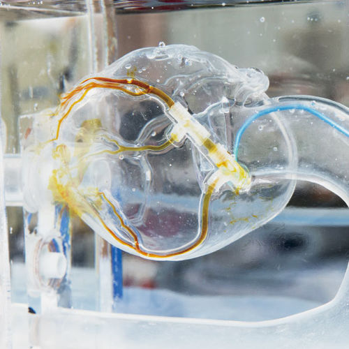 Blood vessels vascular model - BIF Model - JMC Corporation - training / transparent