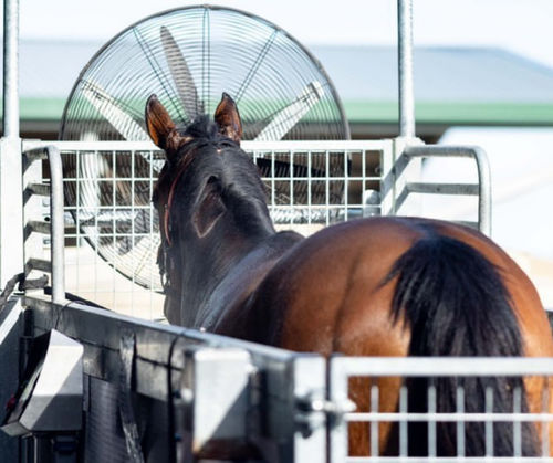 Horse veterinary treadmill - GG - ECB Equine Spa - with adjustable speed / inclined