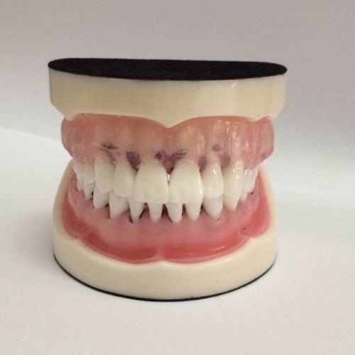 Mouth anatomical model - DOTFOX - for dental hygiene