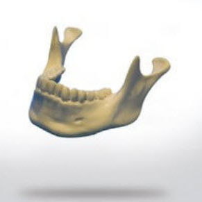 Bone model - 8900 - SYNBONE AG - mandible / for implantology / for teaching