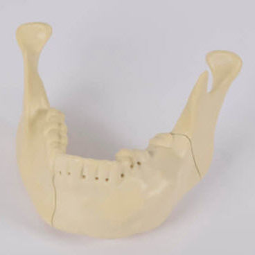 Mandible model - 8990.01 - SYNBONE AG - bone / maxilla / surgery