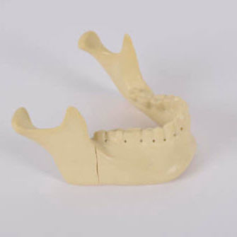Bone model - 8959 - SYNBONE AG - mandible / surgery / for implantology