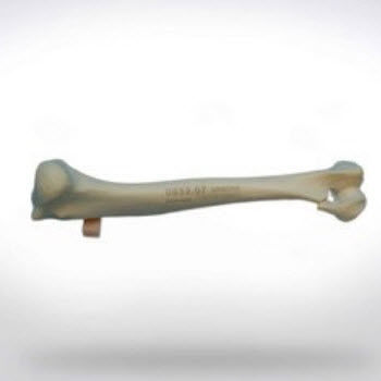 Humerus anatomical model - 0852.07 - SYNBONE AG - surgery / veterinary / for teaching