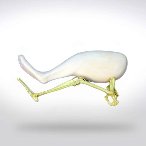 Lower limb model - 0906.1 - SYNBONE AG - bone / pelvis / patella