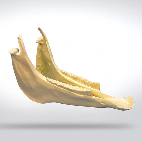 Bone model - 0180 - SYNBONE AG - mandible / for teaching / horse
