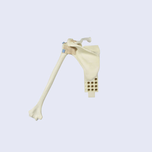 Joint model - LSH5760 - SYNBONE AG - humerus / shoulder / scapula