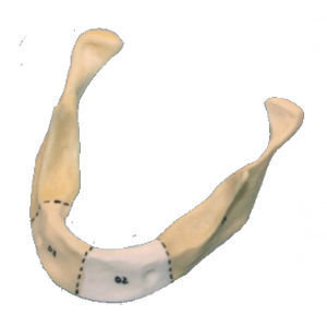 Mandible model - M-203 - Selmodels SL