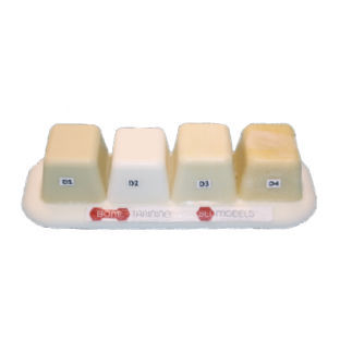 Bone anatomical model - 455.2  - Selmodels SL - dental / dental