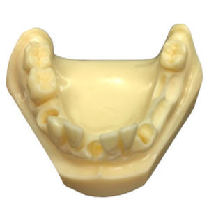 Jaw anatomical model - DM – 115-2 - Selmodels SL - for dental surgery / for implantology