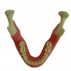 Bone model - EXT-1-G - Selmodels SL - mandible / dental extraction / suture