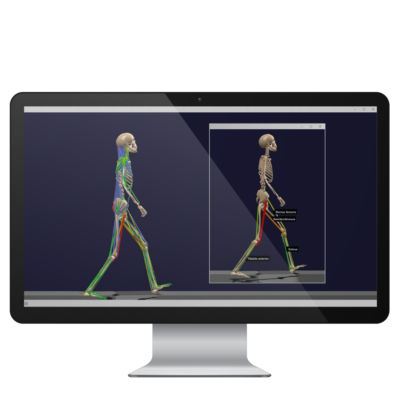 Analysis software - BoB - Delsys - data analysis / modeling / electrocardiography