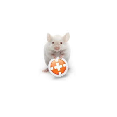 Tracking software - ANY-maze - IITC Life Science - laboratory / for research / for behavioral research