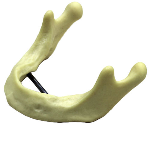 Mandible model - JG-Y12 - FOSHAN JINGLE MEDICAL EQUIPMENT CO., LTD - bone / surgical / for implantology
