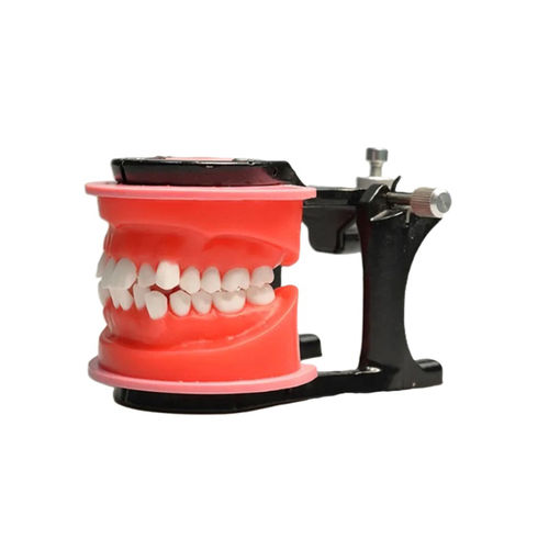 Tooth model - JG-Y7 - FOSHAN JINGLE MEDICAL EQUIPMENT CO., LTD - denture / for orthodontics / for demonstration