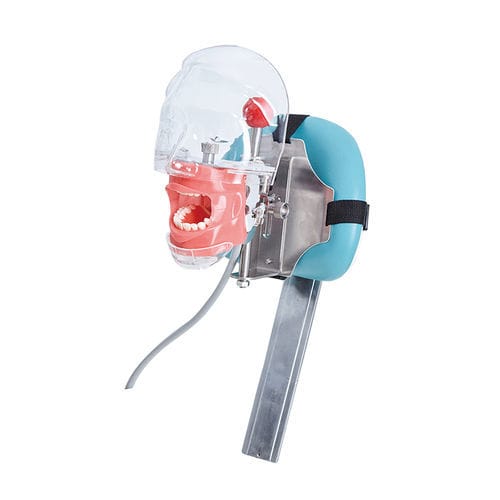 Dental training manikin - JG-C6-3 - FOSHAN JINGLE MEDICAL EQUIPMENT CO., LTD - for teaching / adult / head