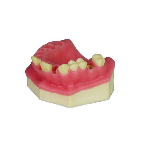 Gingival anatomical model - JG-Y8-F3 - FOSHAN JINGLE MEDICAL EQUIPMENT CO., LTD - bone / surgical / training