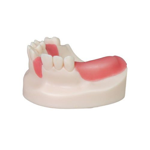 Tooth model - JG-Y8-F6 - FOSHAN JINGLE MEDICAL EQUIPMENT CO., LTD - gingival / surgical / for implantology