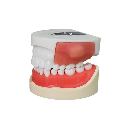 Tooth model - JG-Y23 - FOSHAN JINGLE MEDICAL EQUIPMENT CO., LTD - denture / training / resin