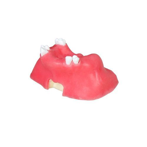 Sinus model - JG-Y11-S5 - FOSHAN JINGLE MEDICAL EQUIPMENT CO., LTD - dental / gingival / bone