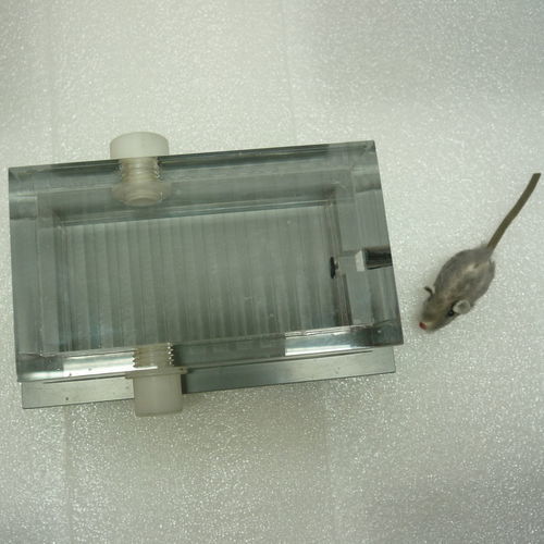 Veterinary anesthesia induction chamber - PS-0351-SIK - Rothacher Medical - for mice