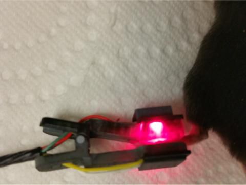 Temperature sensor - PAW - STARR Life Sciences - vital sign / for animal research
