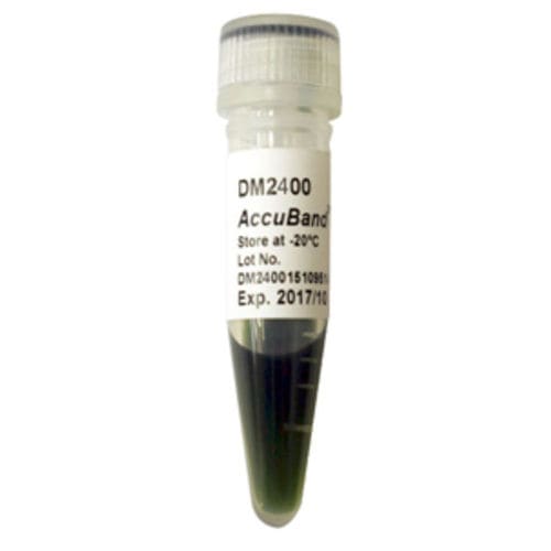 DNA ladder - AccuBand™  - SMOBIO Technology, Inc. - agarose gel / enzyme / dye