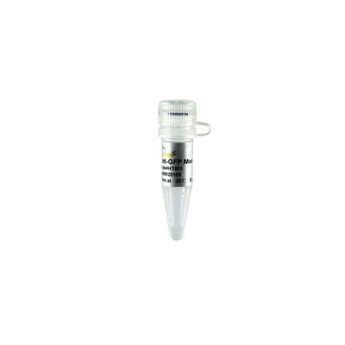 Monoclonal antibody - ProteinFind® Anti-GFP - TransGen Biotech Co. - for microbiology / veterinary laboratory