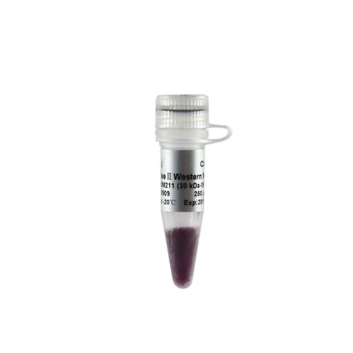 Solution reagent - EasySee® II - TransGen Biotech Co. - for molecular biology / for Western blot / protein