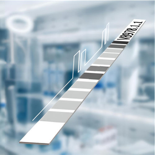 Celiac disease test kit - CeliAK IgA LINE - MEDIPAN GmbH - IgA / serum / line immunoassay