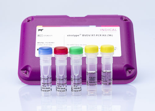 Veterinary test kit - virotype BVDV RT-PCR Kit - INDICAL BIOSCIENCE GmbH - for bovine viral diarrhea / for cattle / blood