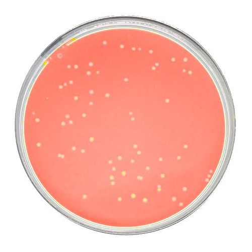 Medium reagent - Peroxymed - for histology / bacteria