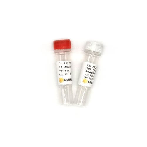 DNA ligase reagent - RK21501 - ABclonal Technology - for microbiology